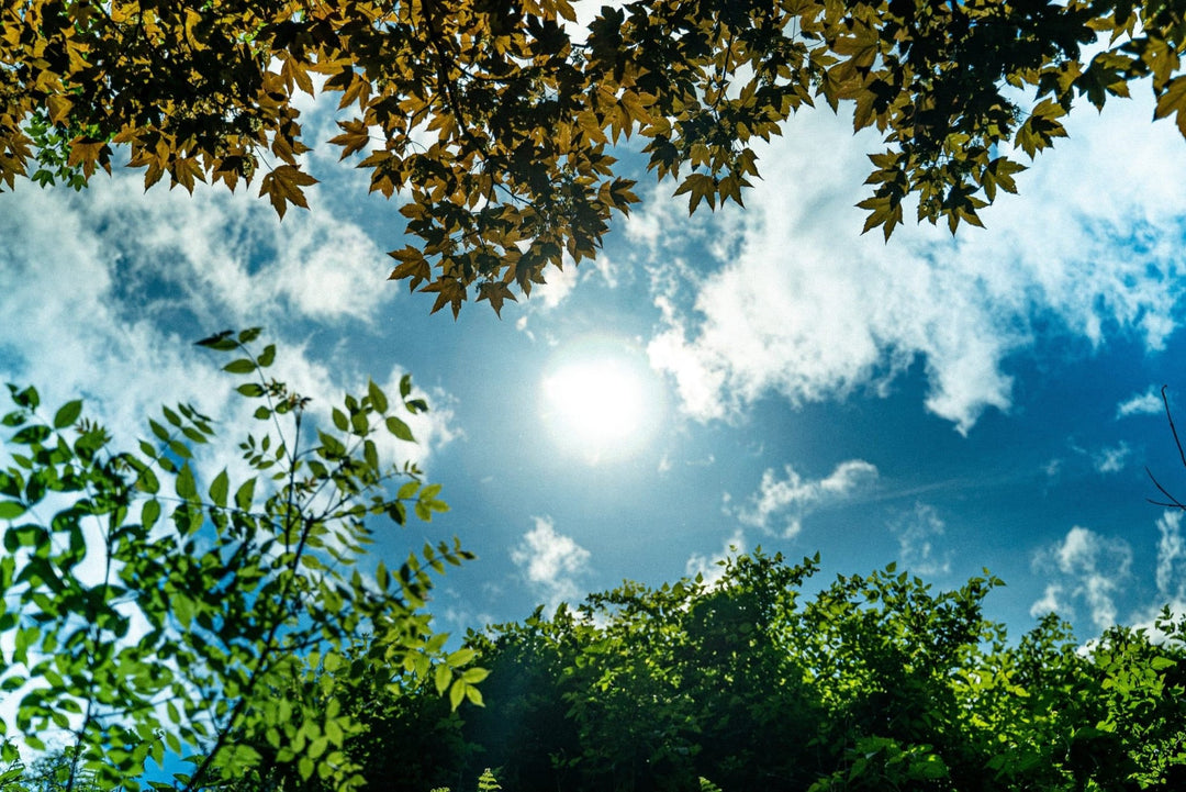 Sunlight And Its Numerous Benefits On The Body - In10sityFitnessUnited