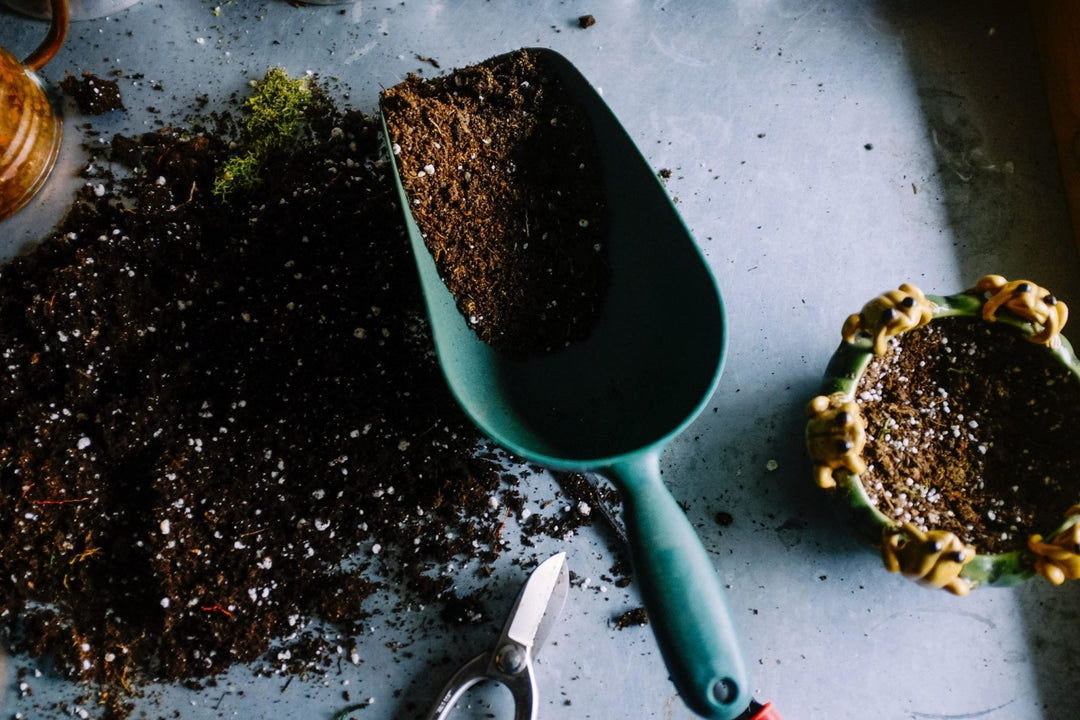 Gardens: Top 5 Reasons On Why You Should Start One - In10sityFitnessUnited