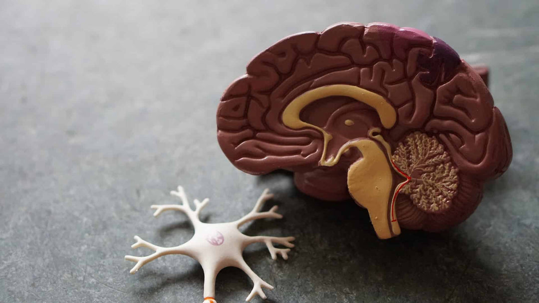 What Happens To Your Brain When You Don't Teach Yourself Anything? - In10sityFitnessUnited
